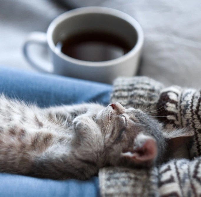Can Cats Drink Tea? What You Need to Know PetCosset