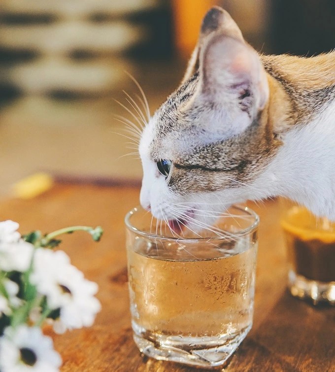 Can Cats Drink Beer? The Dangers of Alcohol to Felines