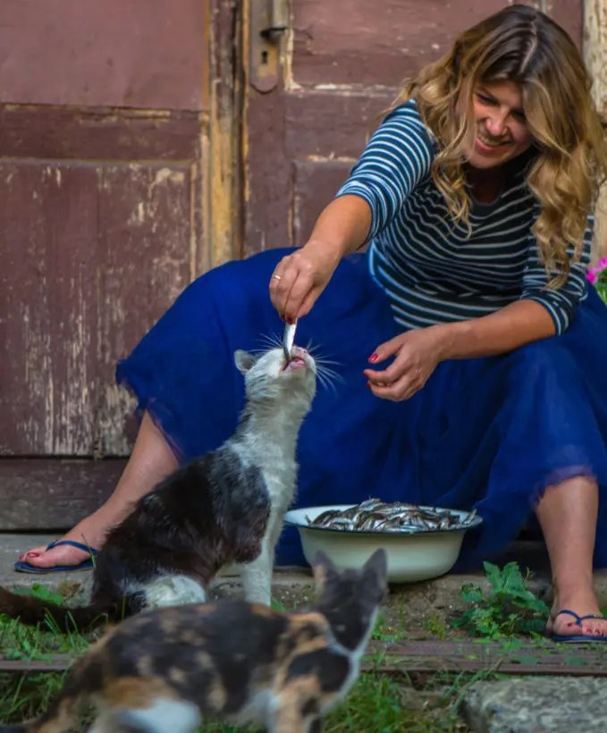 Can Cats Eat Fish Skin? Important Points PetCosset