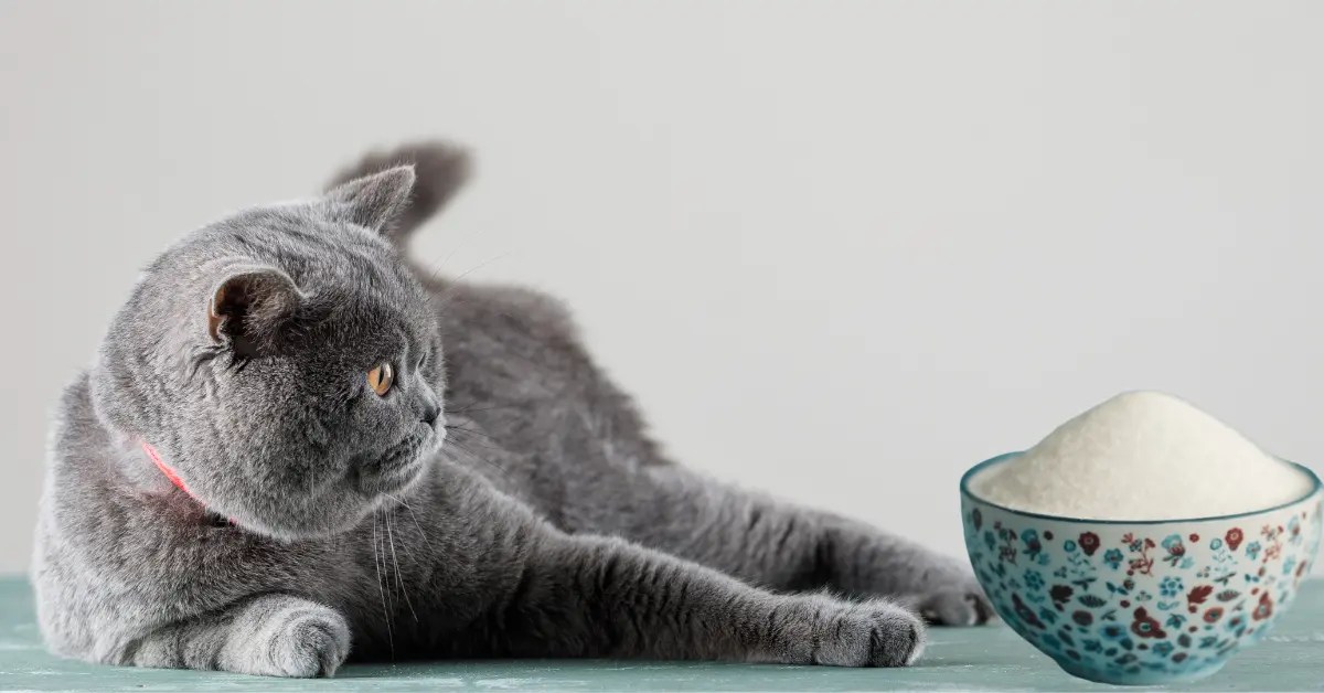 Do Cats Like Salt? How Much Should They Consume? PetCosset