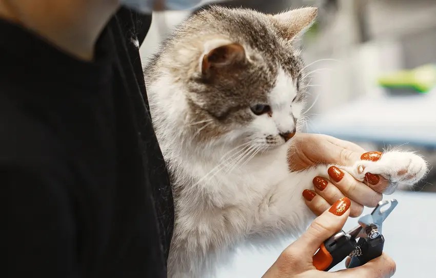 When Can A Kitten Be Declawed? Read This First PetCosset