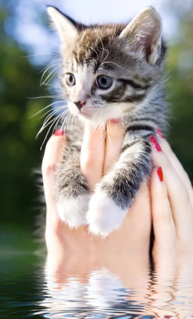 Why Is My Kitten So Mean? 6 Possible Reasons PetCosset