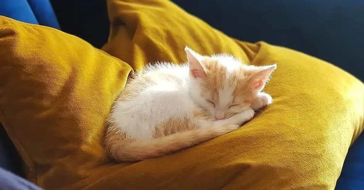 How To Get A Kitten To Sleep on its First Nights at Home