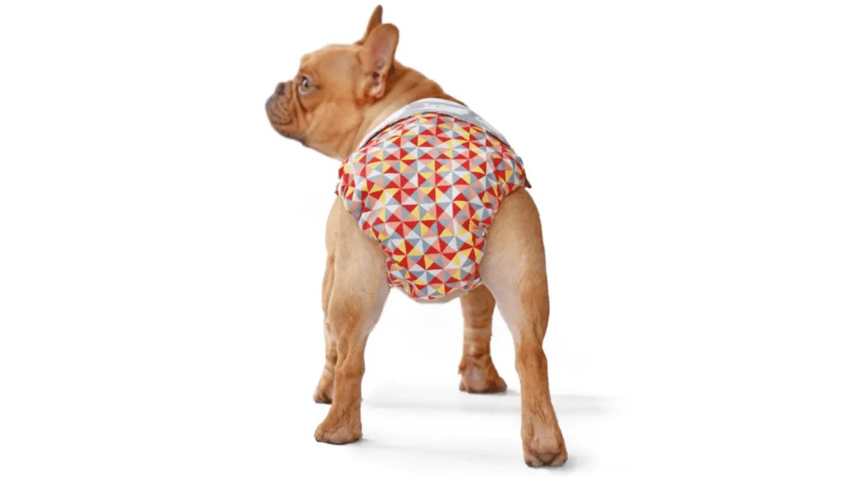 How To Make a Dog Diaper at Home 5 DIY Options
