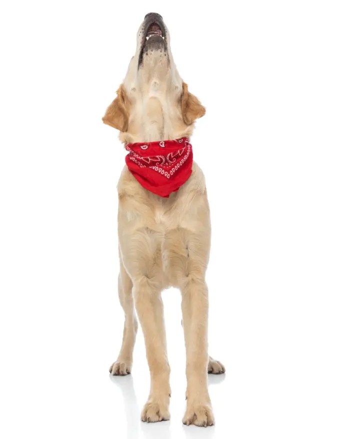 How To Make Your Dog Howl on Command