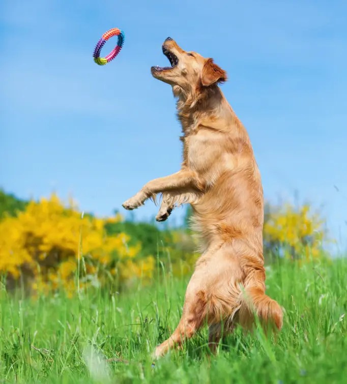5 Tips on How to Stop a Dog From Jumping PetCosset
