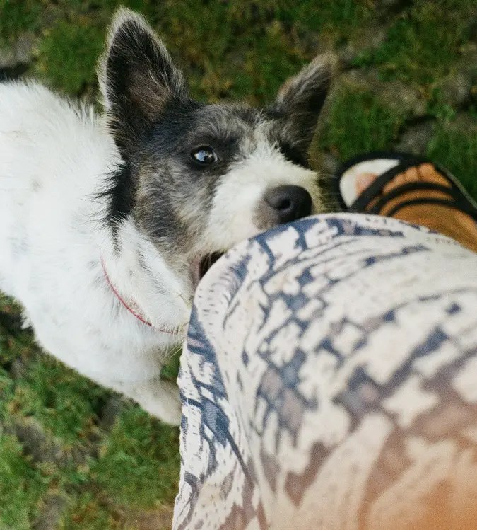 How To Train A Dog Not To Bite? (Effective Steps) PetCosset