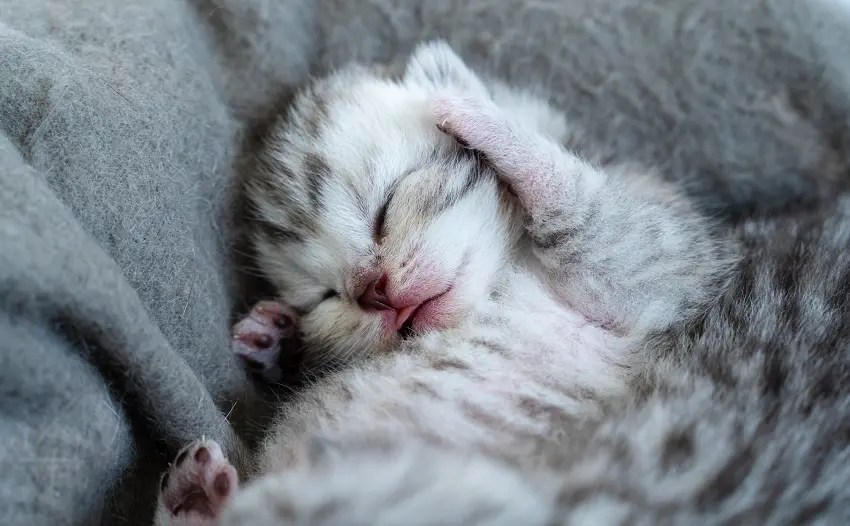 How To Get A Kitten To Sleep on its First Nights at Home