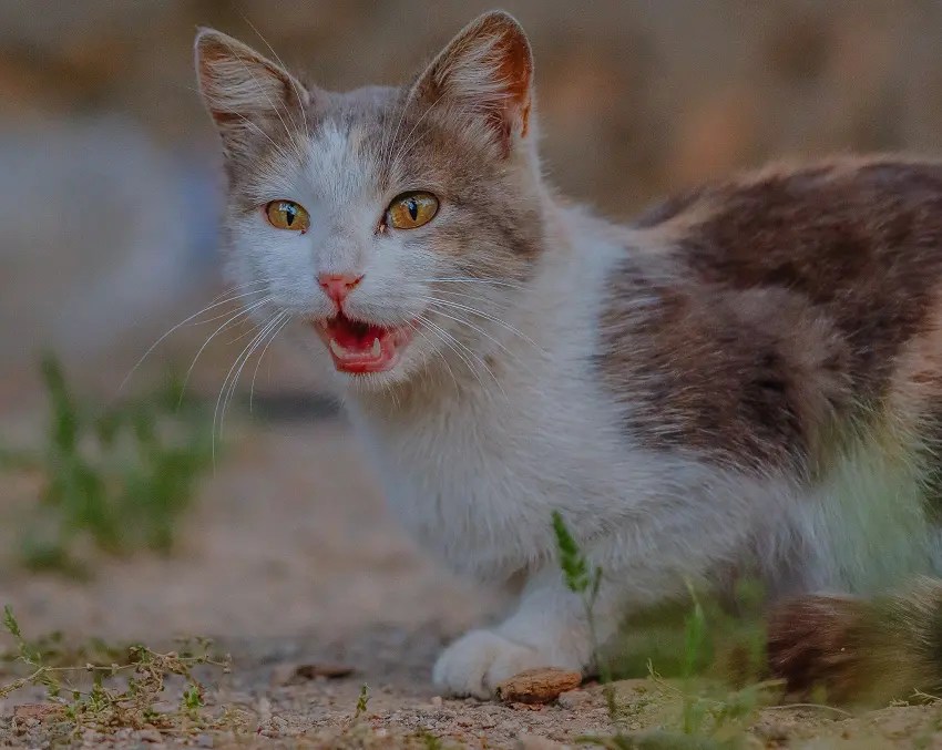 Why Is My Kitten So Mean? 6 Possible Reasons PetCosset