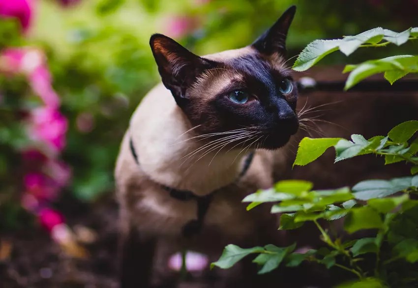 What Smells Do Cats Hate The Most? 10 Surprising Scents