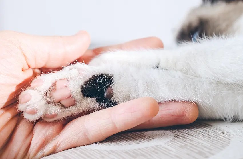 When Can A Kitten Be Declawed? Read This First PetCosset