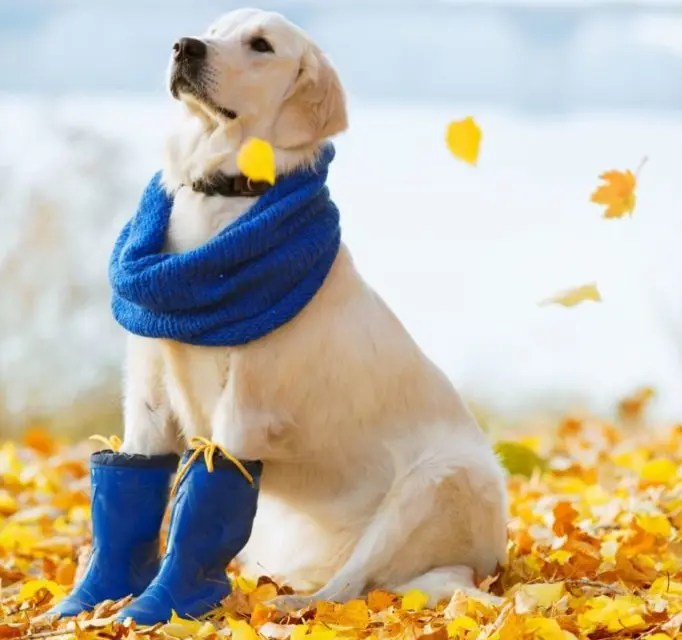 How To Make Dog Booties (DIY Guide) PetCosset