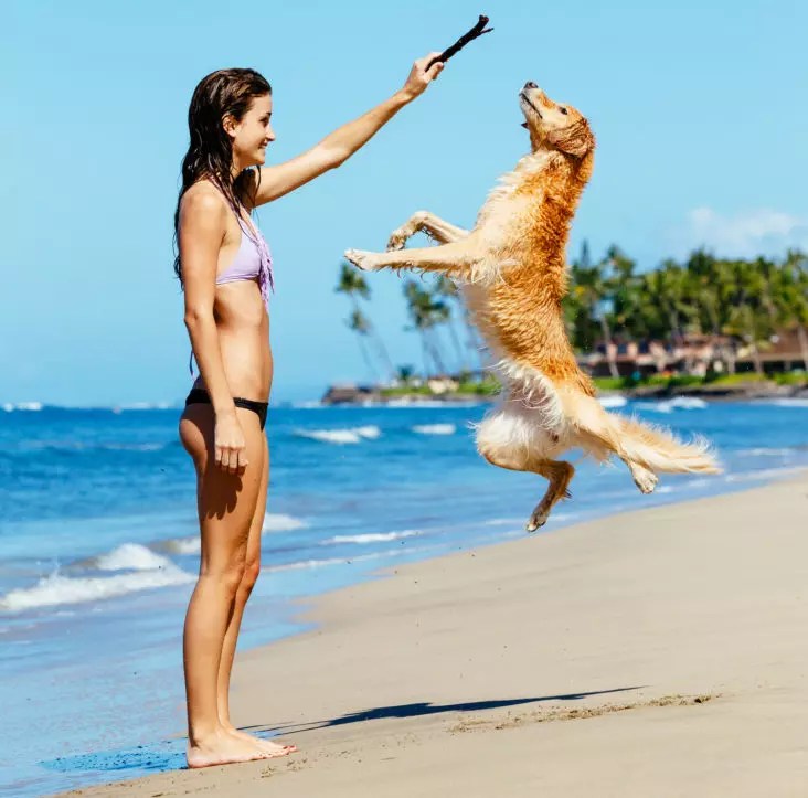 5 Tips on How to Stop a Dog From Jumping PetCosset