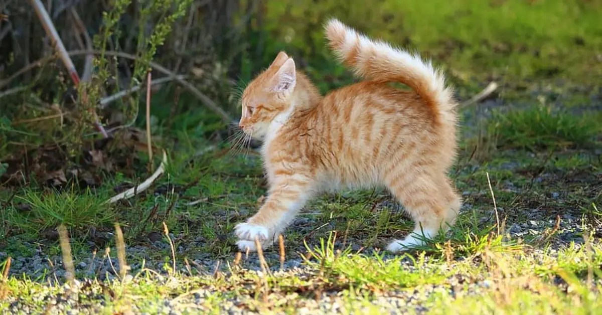 Why Is My Kitten So Mean? 6 Possible Reasons PetCosset