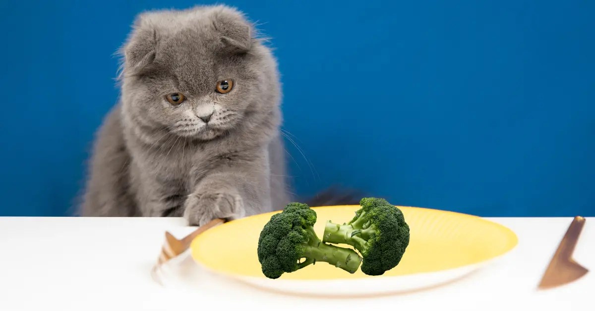 Can Cats Eat Broccoli? What are the Benefits? PetCosset