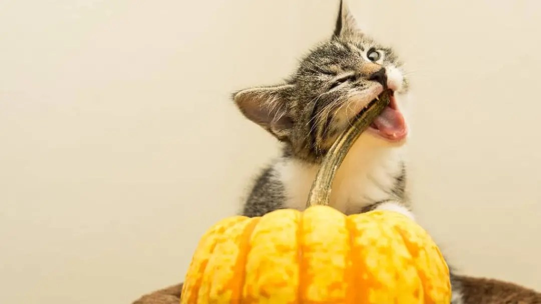 Can Cats Eat Squash? 5 Important Benefits PetCosset