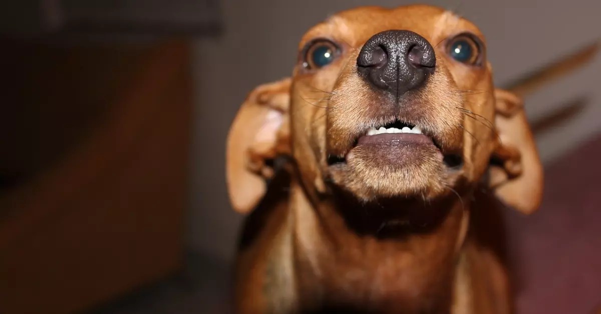 How To Teach A Dog To Growl On Command PetCosset