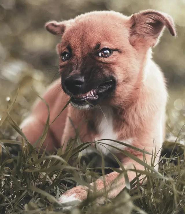 How To Teach A Dog To Growl On Command PetCosset