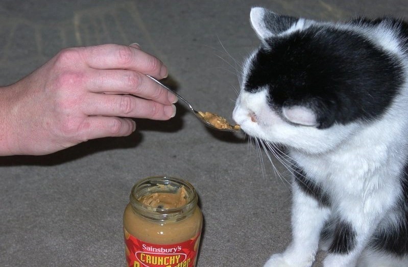 Can Cats Eat Peanut Butter? Is it Good or Bad? PetCosset