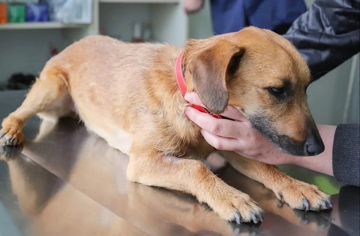 What Happens If A Dog Gets Vaccinated Twice? Here’s the Answer