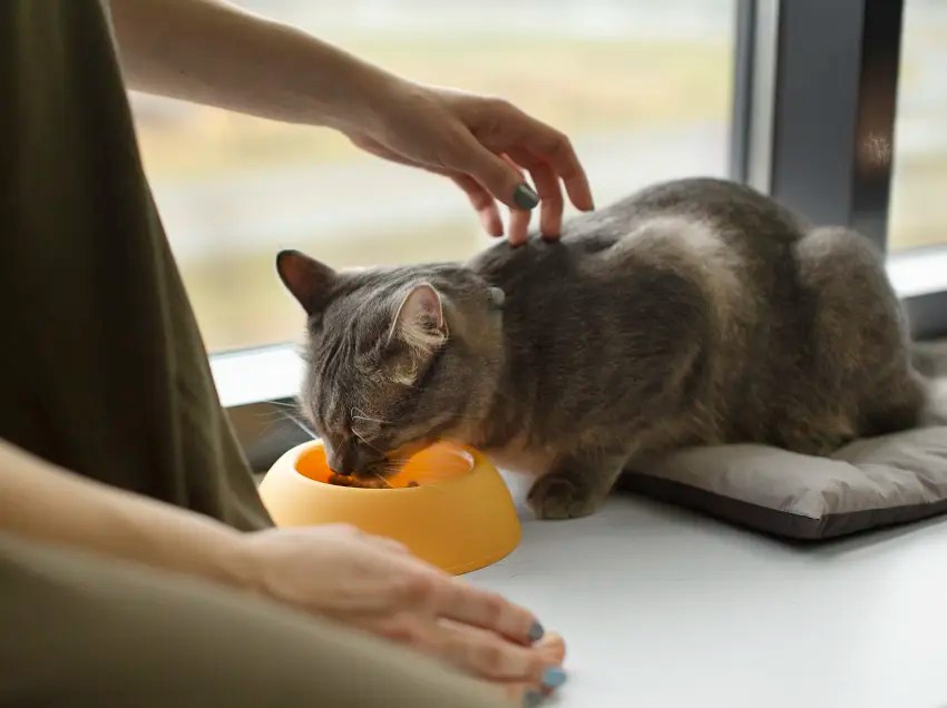 How To Force Feed A Cat StepbyStep Guide PetCosset