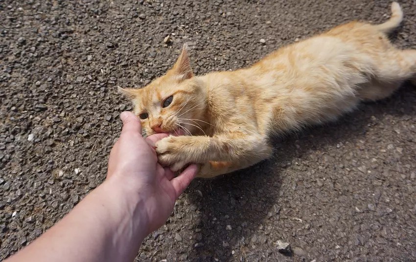 Why Does My Cat Lick Me Then Bite Me? PetCosset