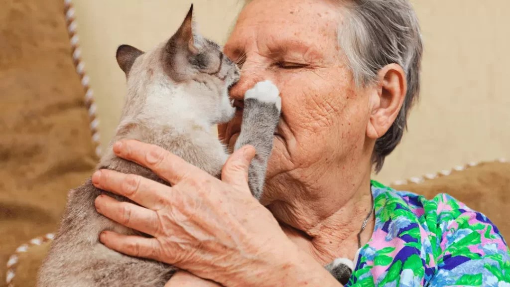 Cat Training and Behavior PetCosset