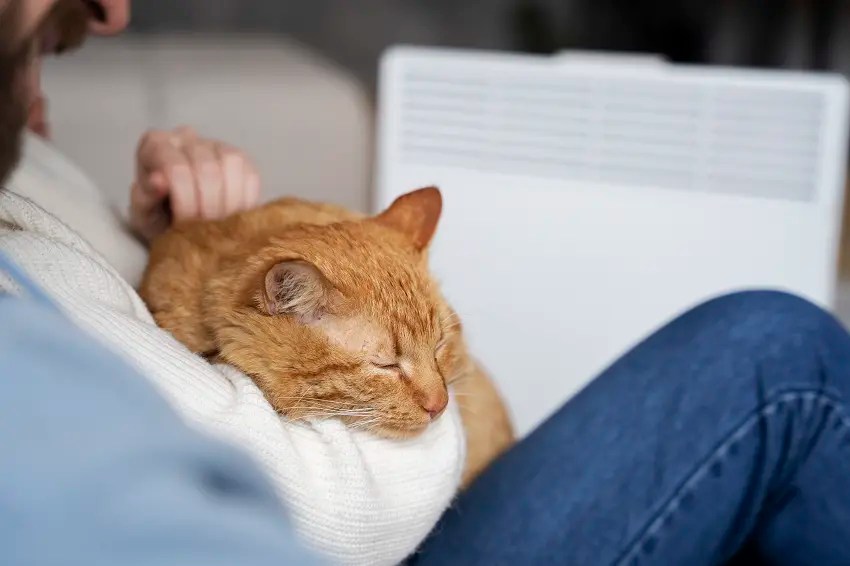 Why Does My Cat Sleep With Me And Not My Husband? PetCosset