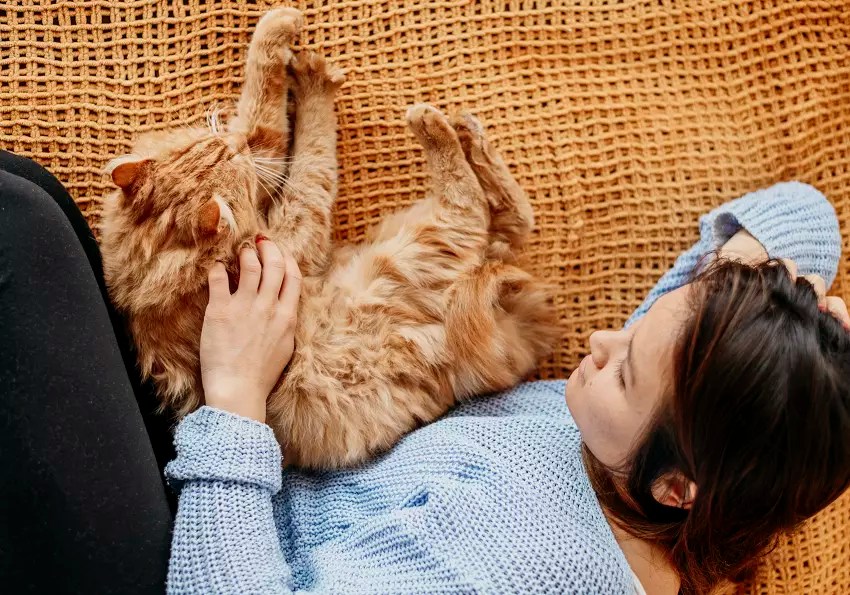 Why Does My Cat Sleep With Me And Not My Husband? PetCosset