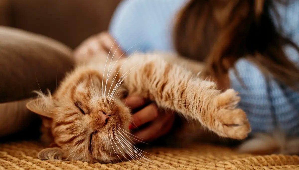 Why Does My Cat Sleep With Me And Not My Husband? PetCosset