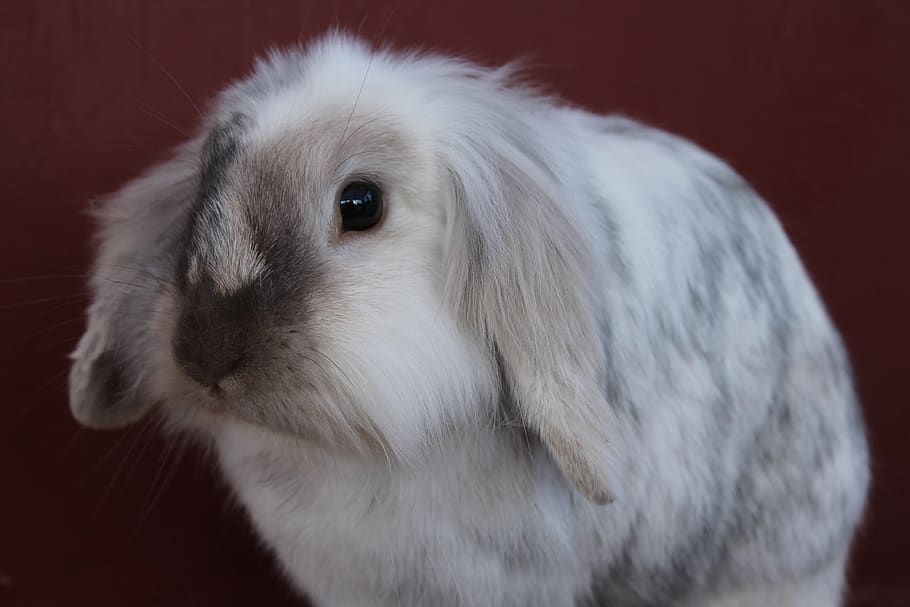 Why Do Rabbits Wiggle Their Noses? 6 Great Reasons! PetCosset