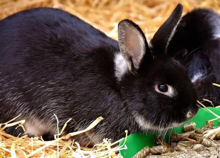What Can Rabbits Chew On? 6 Amazing Items To Give Them! PetCosset