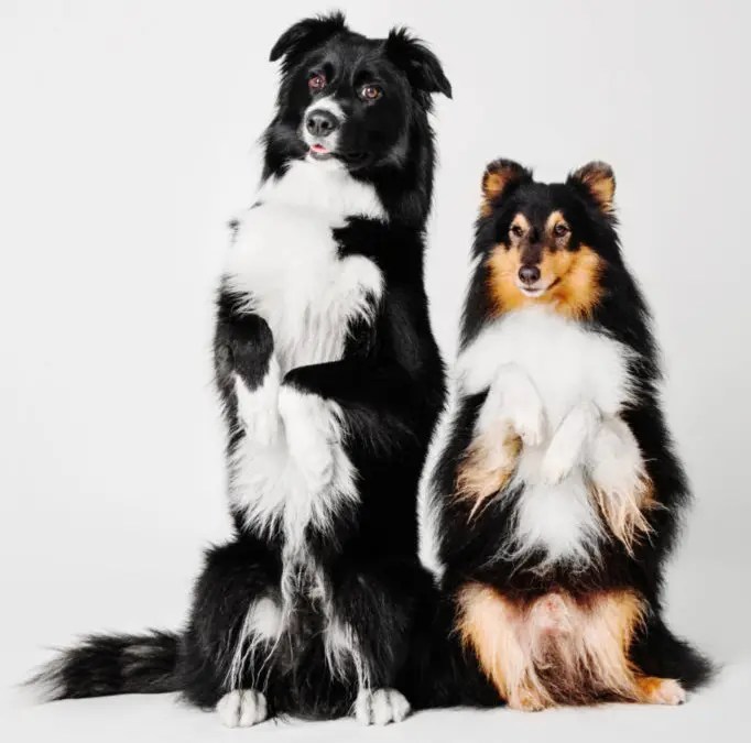 Why Does My Dog Sit On My Chest? 7 Common Reasons PetCosset