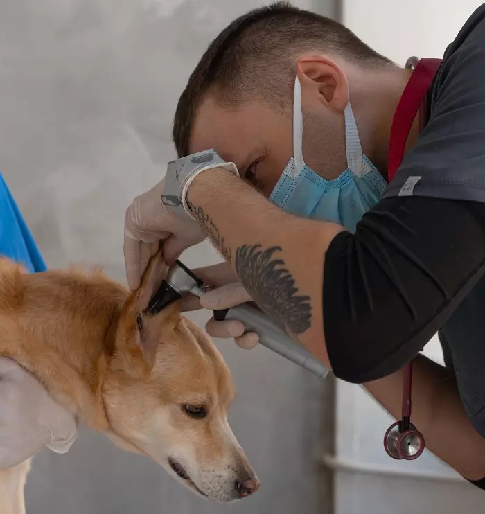 How To Put Ear Drops In Uncooperative Dog 6 Effective Tips