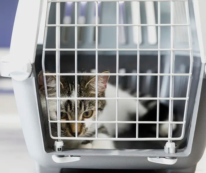 How To Get An Aggressive Cat Into A Carrier 4 Methods to Try