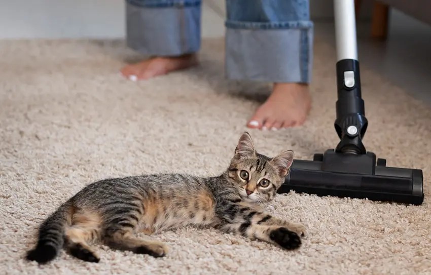 How To Find Cat Pee Accident Spots. 3 Easy Ways PetCosset