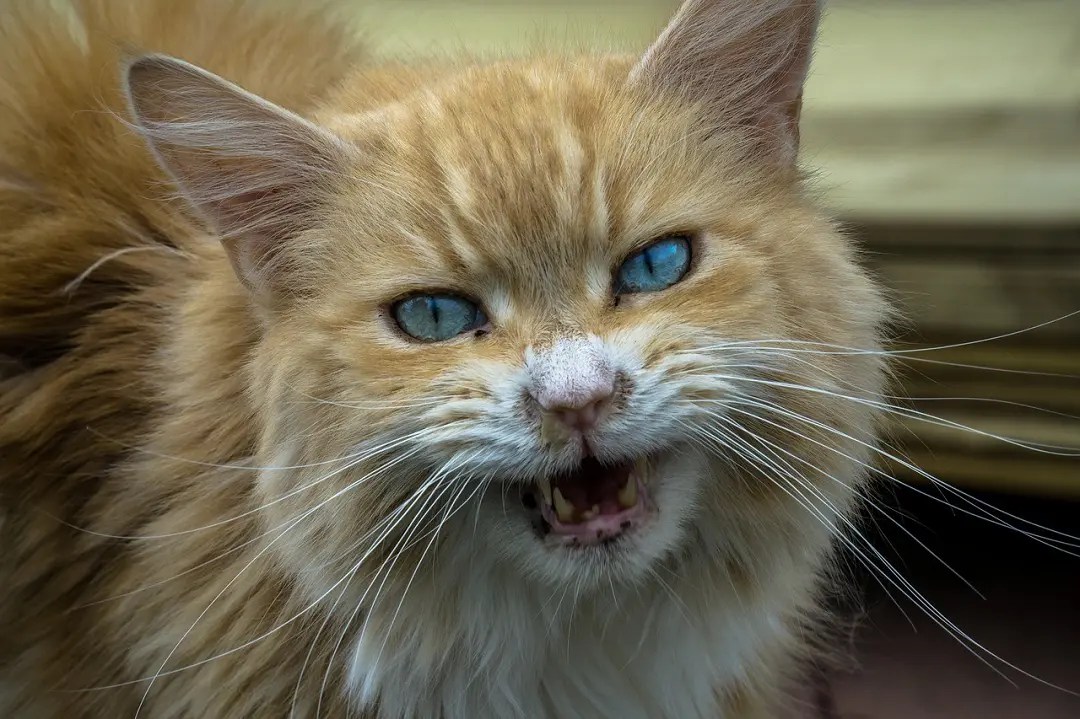 How To Get An Aggressive Cat Into A Carrier 4 Methods to Try