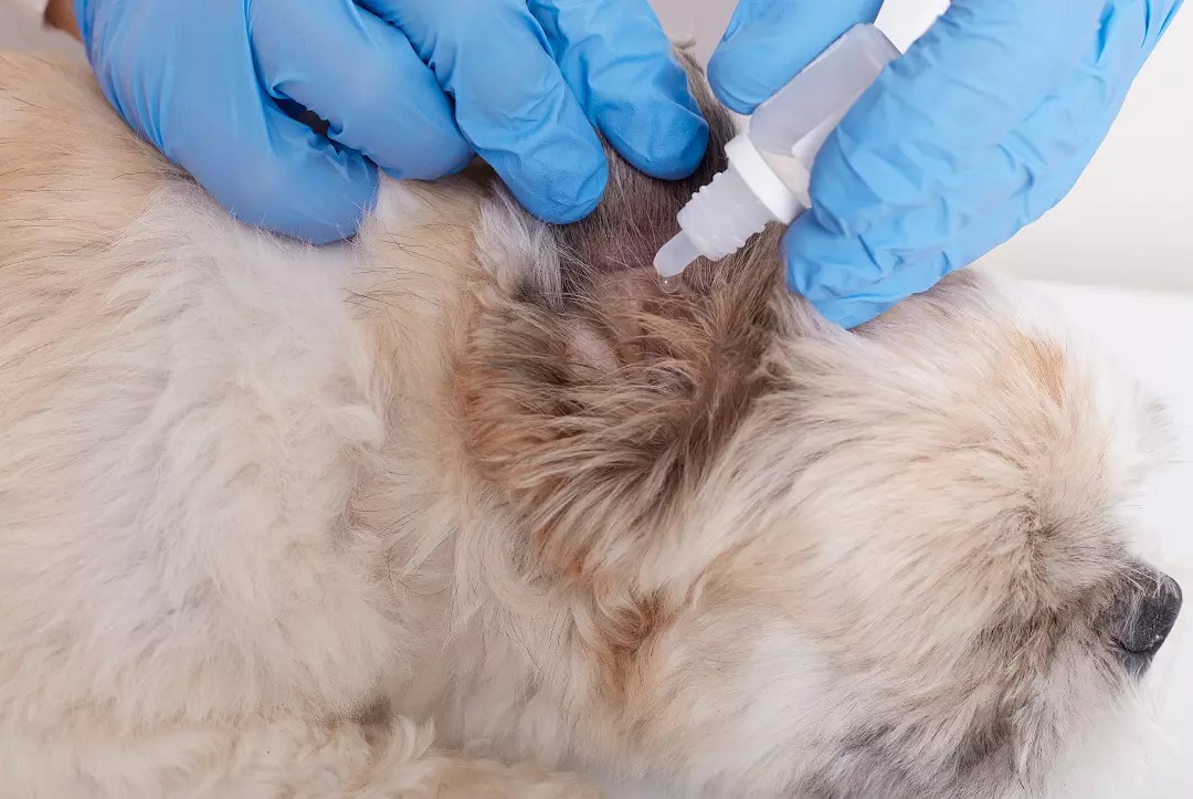 How To Put Ear Drops In Uncooperative Dog 6 Effective Tips