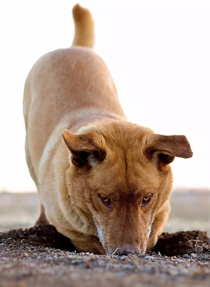 Why Is My Dog Digging Holes All Of A Sudden? 6 Reasons Why
