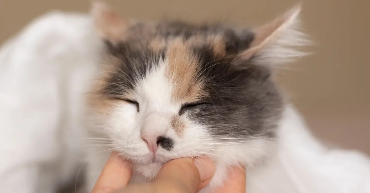 How To Tell If A Kitten Is Blind? 6 Ways to Know PetCosset