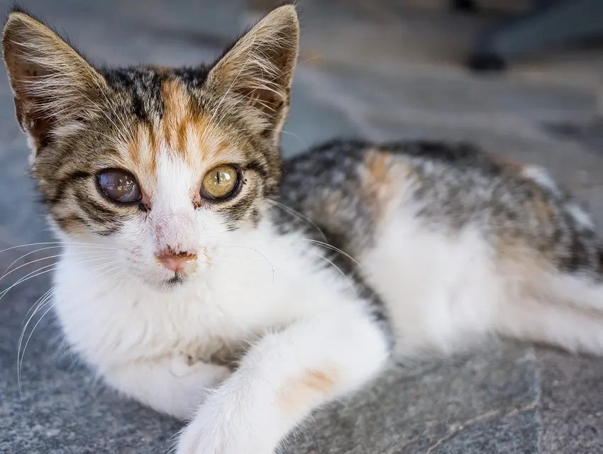How To Tell If A Kitten Is Blind? 6 Ways to Know PetCosset
