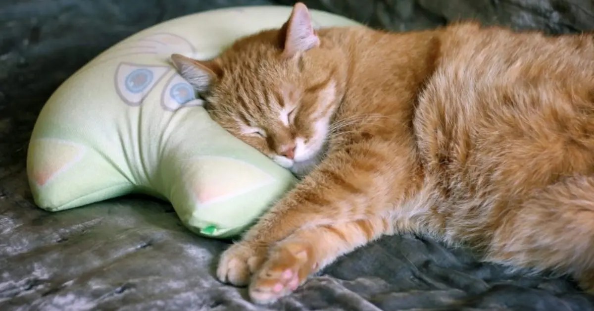 Why Does My Cat Sleep On My Pillow? 4 Possible Reasons