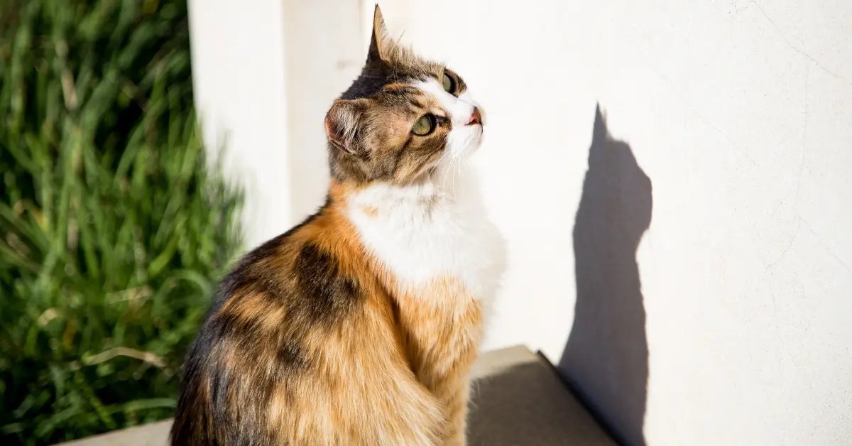 Why Does My Cat Stare At The Wall? Should I Worry? PetCosset