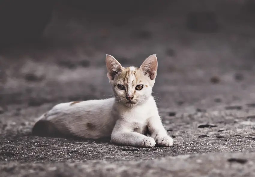 Why Is My Cat So Small? 5 Possible Reasons PetCosset