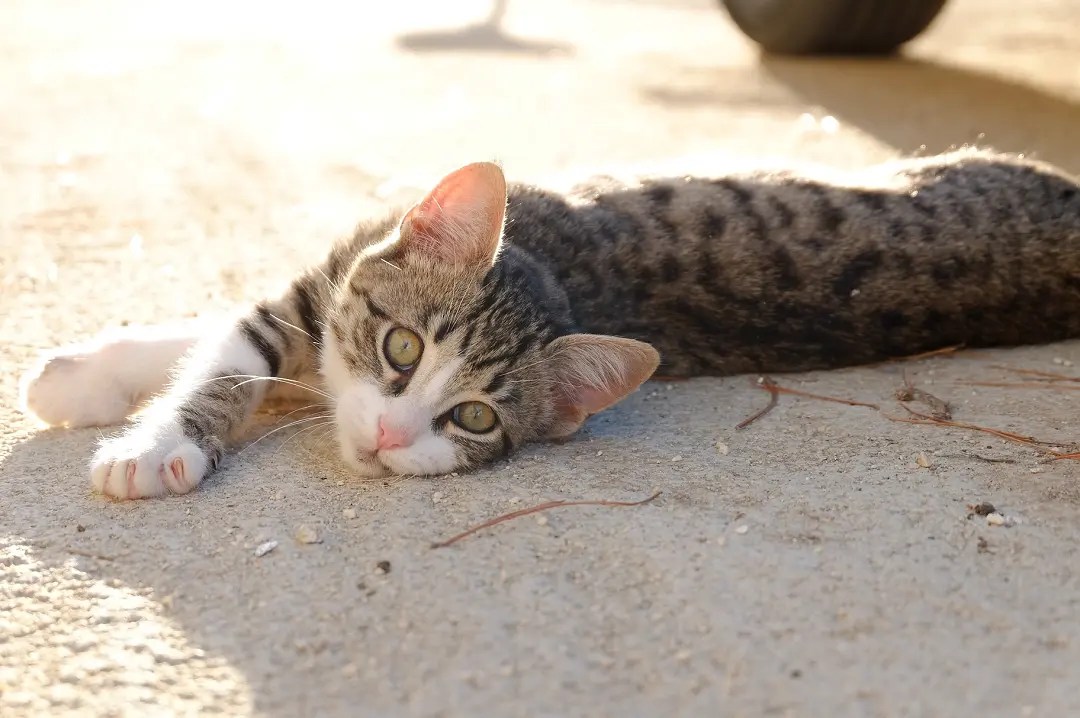 Why Is My Cat So Small? 5 Possible Reasons PetCosset