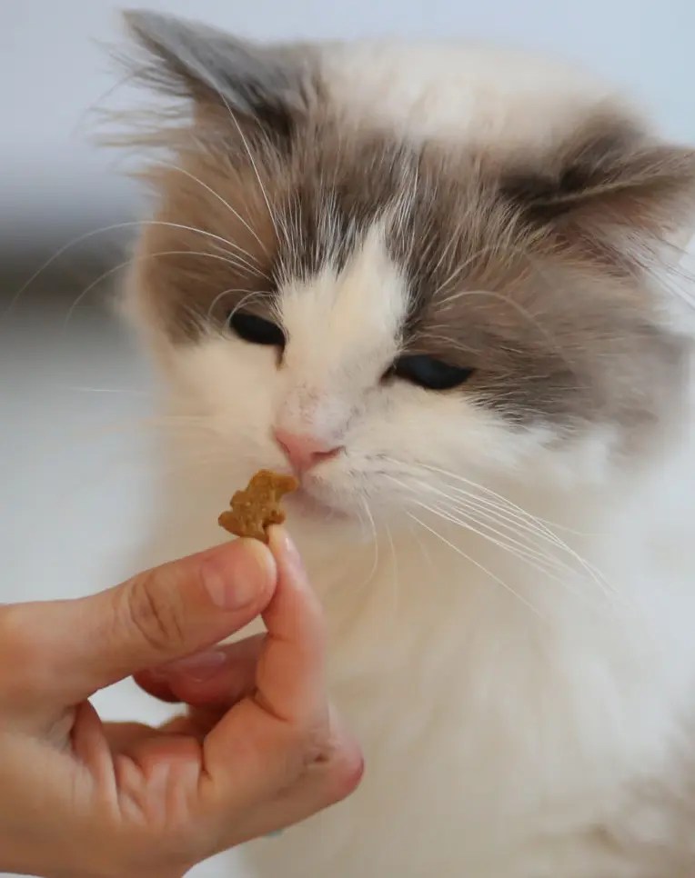 How To Get A Cat To Eat After Tooth Extraction 7 Easy Ways