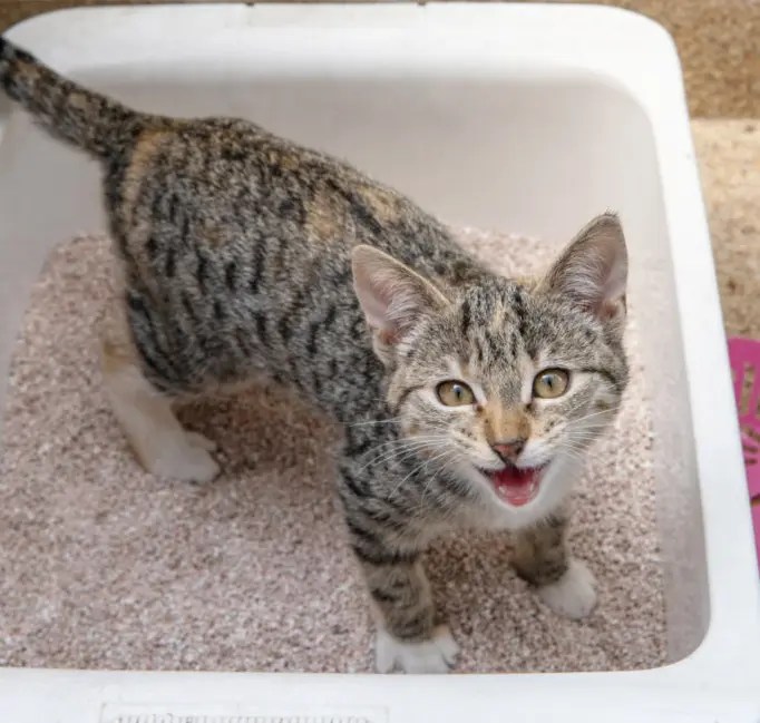 How Often Should My Cat Pee? What You Need to Know