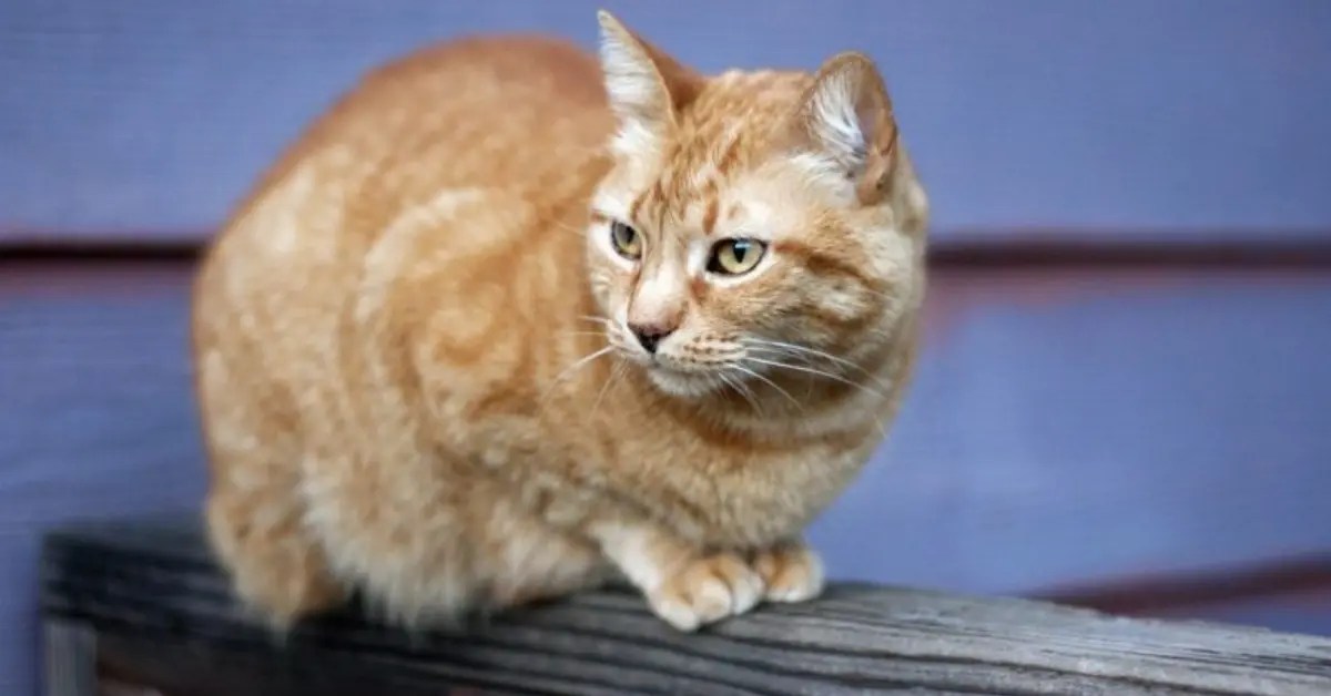 How Often Should My Cat Pee? What You Need to Know