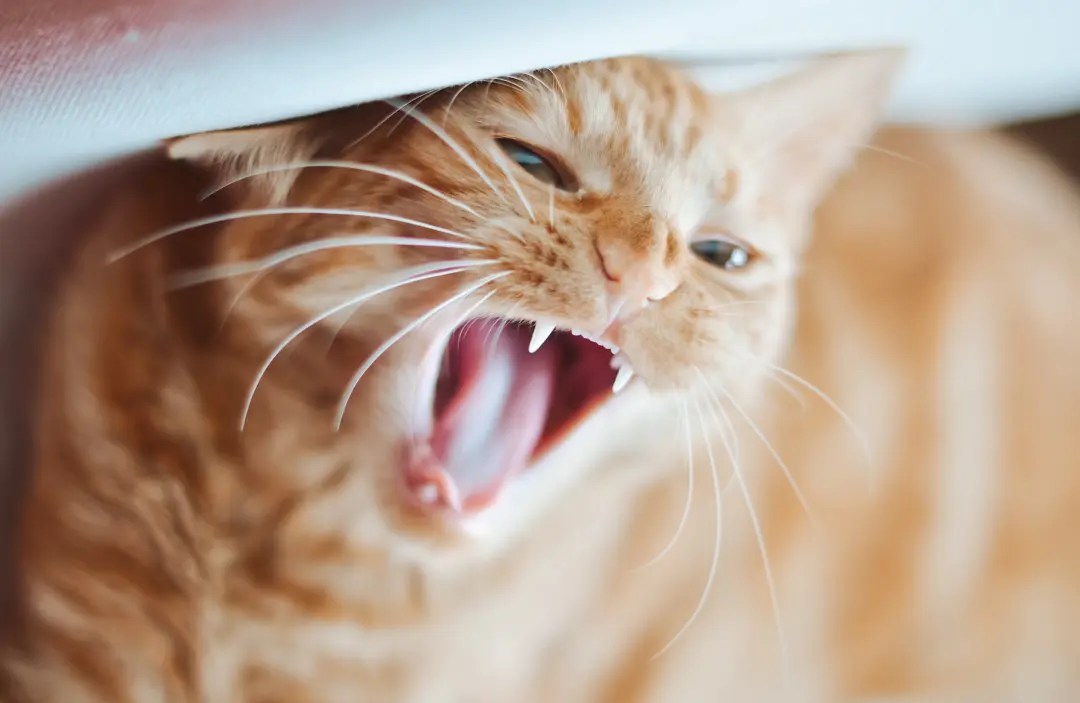 How To Get A Cat To Eat After Tooth Extraction 7 Easy Ways