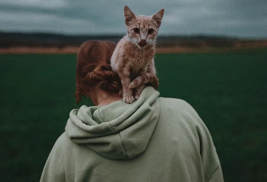 Why Does My Cat Jump On My Back? 5 Common Reasons PetCosset